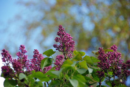 Garden flowers..... つぎつぎと。。。_e0158619_716738.jpg