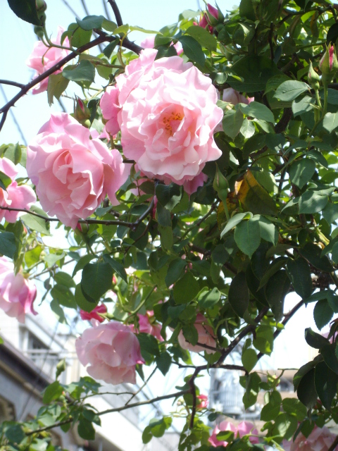 c0172620_12353897.jpg
