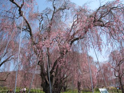 しだれ桜_c0165824_21285759.jpg