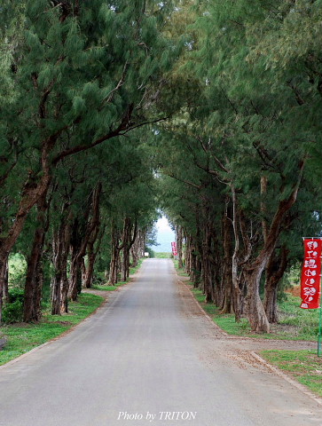 伊江島☆ゆり祭り・２_c0179025_20545921.jpg