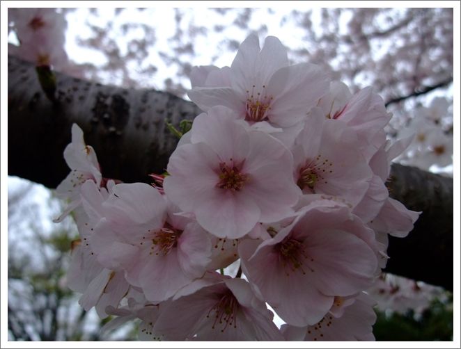 桜トンネル_b0159632_11441576.jpg