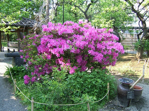 向島百花園に行ってきました　その1_e0089232_5295294.jpg