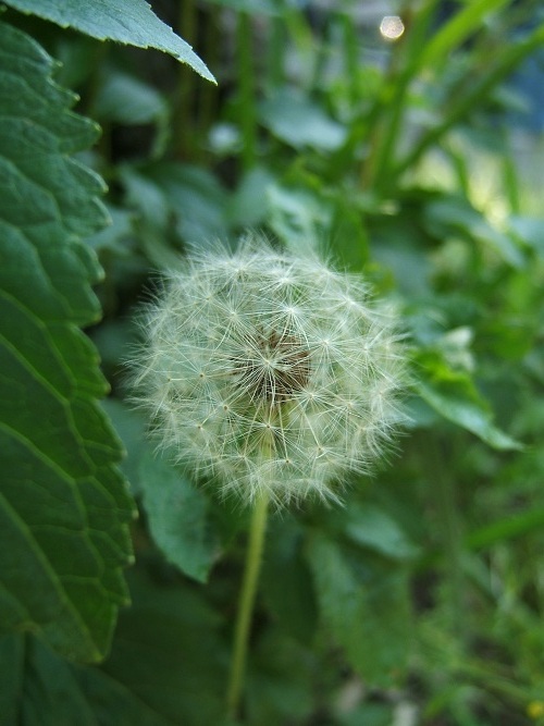 向島百花園に行ってきました　その1_e0089232_5304743.jpg