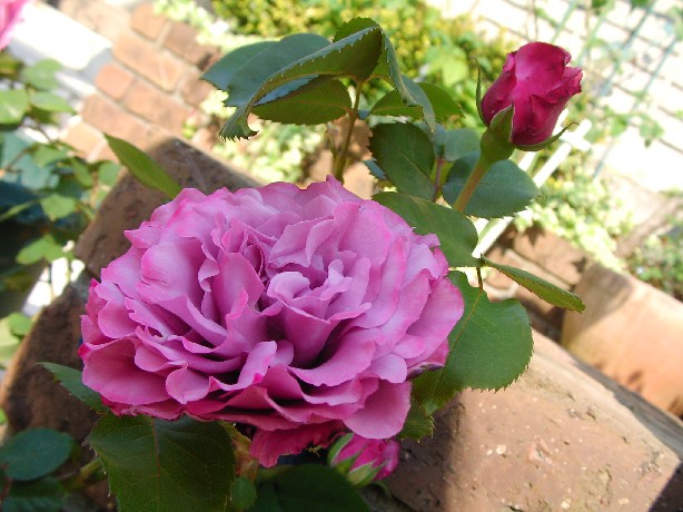 f0002833_2004823.jpg