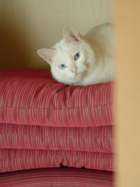 f0002833_2012264.jpg