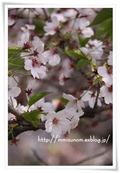 桜_a0056137_223174.jpg