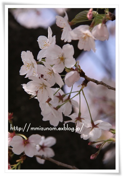 桜_a0056137_23922.jpg