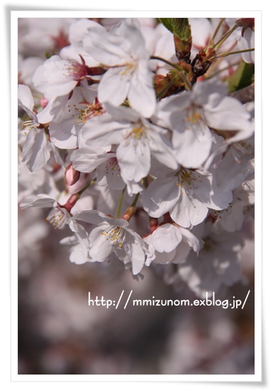 桜_a0056137_25384.jpg