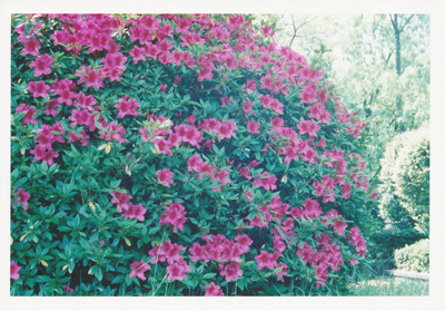 Pink flowers_c0165137_1421397.jpg