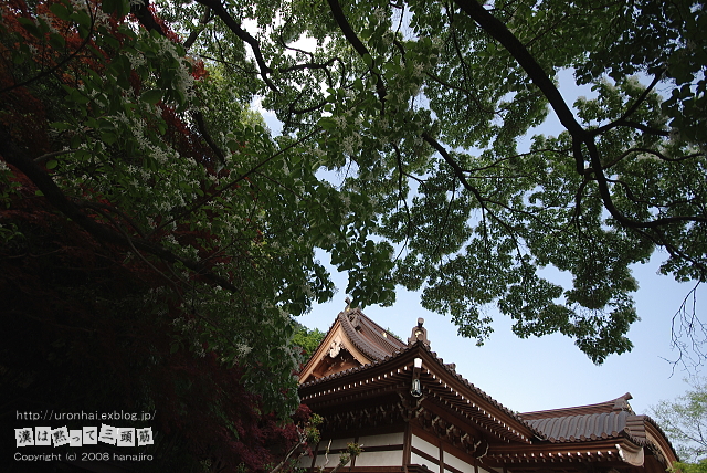 深大寺と神代植物公園２_b0131947_16153927.jpg