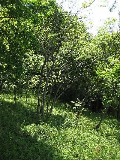 a0100152_936561.jpg