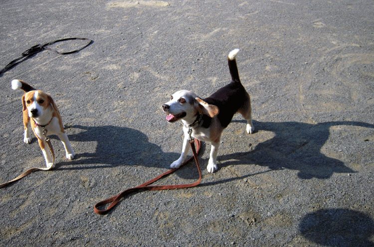 b0005652_19552720.gif
