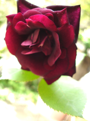 e0044855_2172077.jpg