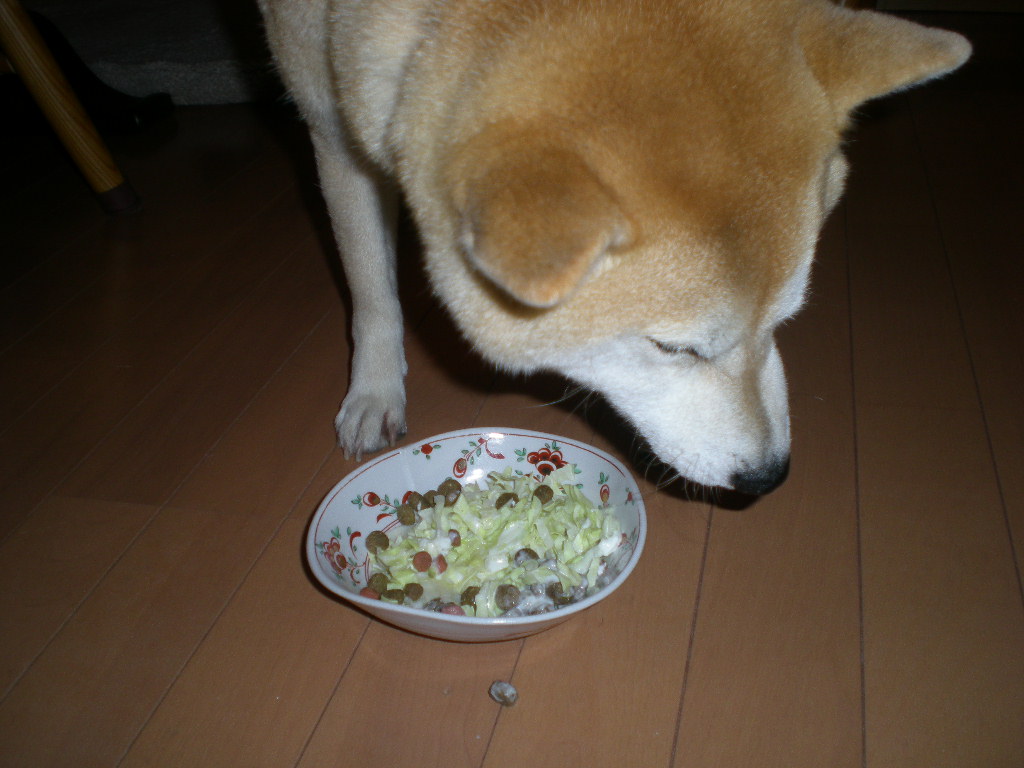 2009年4月30日(木)子猫とライラックとじゃがいもと・・・_f0060461_21375156.jpg
