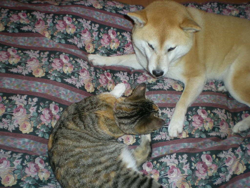 2009年4月30日(木)子猫とライラックとじゃがいもと・・・_f0060461_21443219.jpg