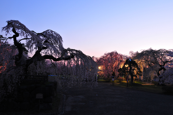 弘前城　桜　夜～朝_e0140866_22105731.jpg