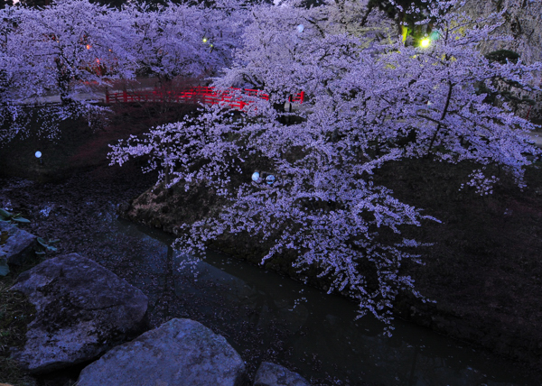 弘前城　桜　夜～朝_e0140866_2255485.jpg