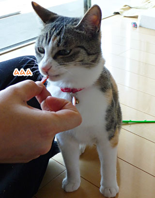 a0119470_036213.jpg