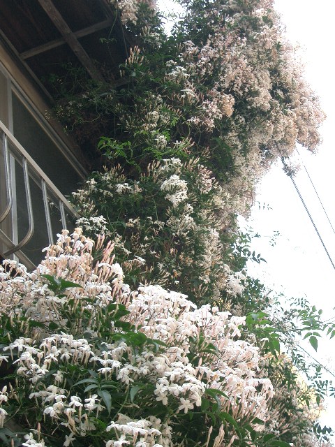 c0162773_1335287.jpg