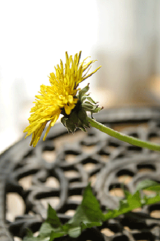 c0167576_6104262.gif
