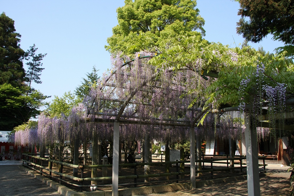 草津　三大神社　砂擦りのふじ_c0196076_2071398.jpg