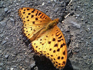 d0054276_2144489.jpg