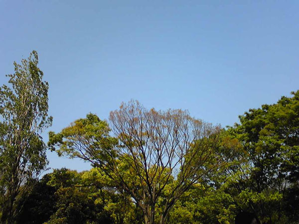 代々木公園_b0139479_0572567.jpg