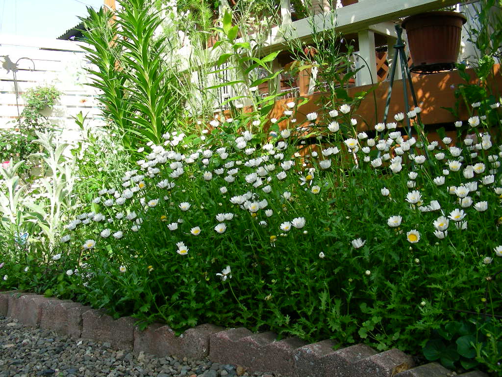 夏花壇の準備 路地裏の小さな庭ものがたり