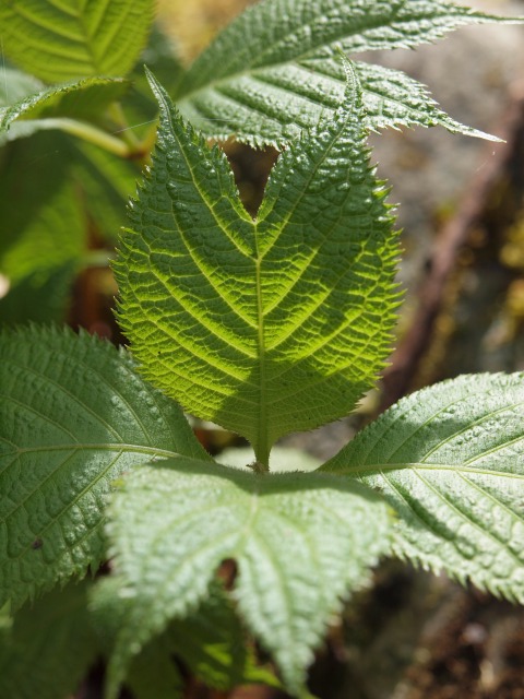 d0016584_027698.jpg