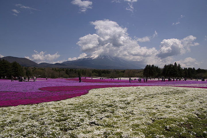 ４月28日 山梨 本栖湖富士芝桜まつりにて2_f0125990_17521749.jpg