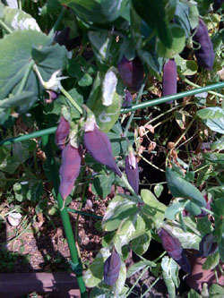 豆の季節2_f0061394_1554283.jpg