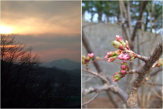 雪と蕾_b0067302_2235537.jpg