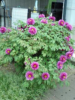 d0093903_23281722.jpg