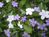 f0139520_17363459.jpg