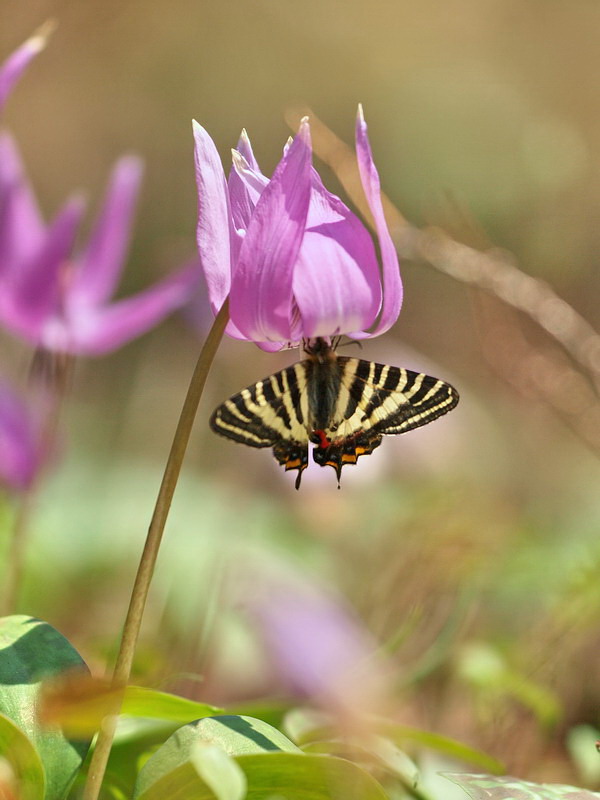 20090429  白馬のギフチョウ散歩 （長野県）_d0090322_673174.jpg