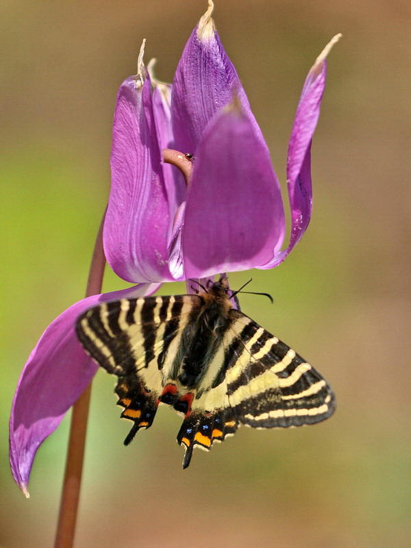 20090429  白馬のギフチョウ散歩 （長野県）_d0090322_68613.jpg