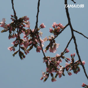 c0024729_22225334.jpg