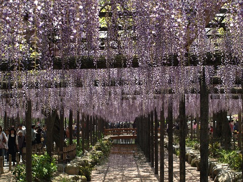 藤_c0077531_2215844.jpg