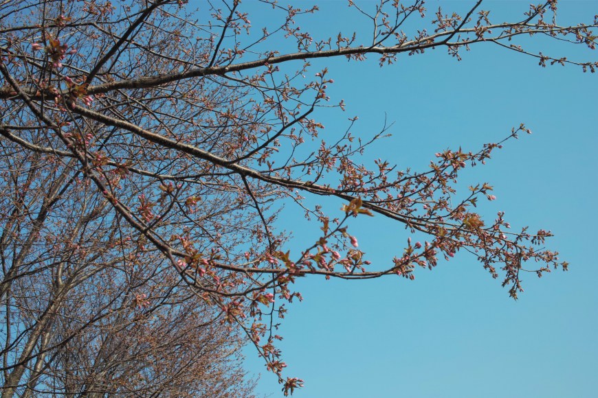 桜咲きかける_c0051132_20134848.jpg