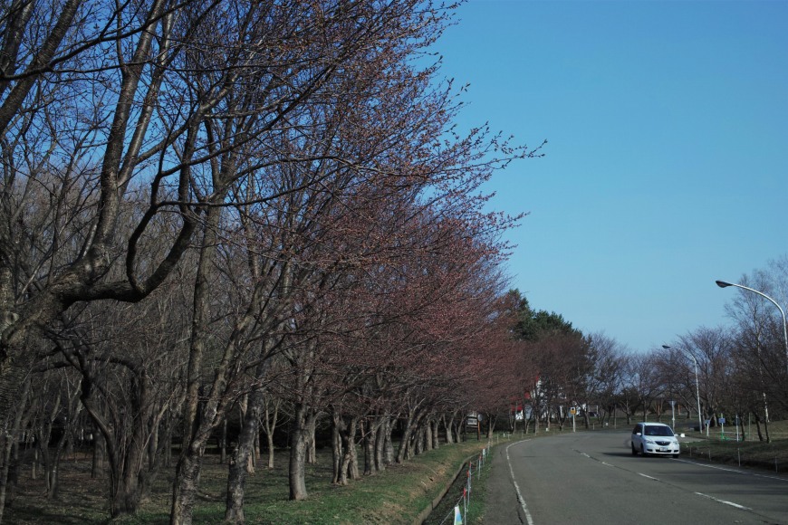 桜咲きかける_c0051132_2013748.jpg