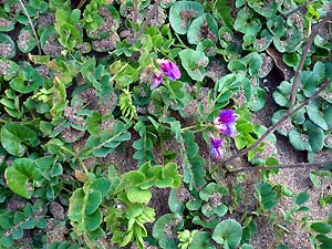 c0019338_23454328.jpg
