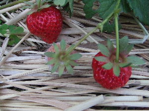 a0054240_23313166.jpg