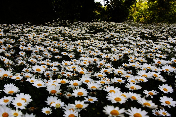 敷きつまる瓦の花・・・そんな季節です。_b0168041_19543139.jpg