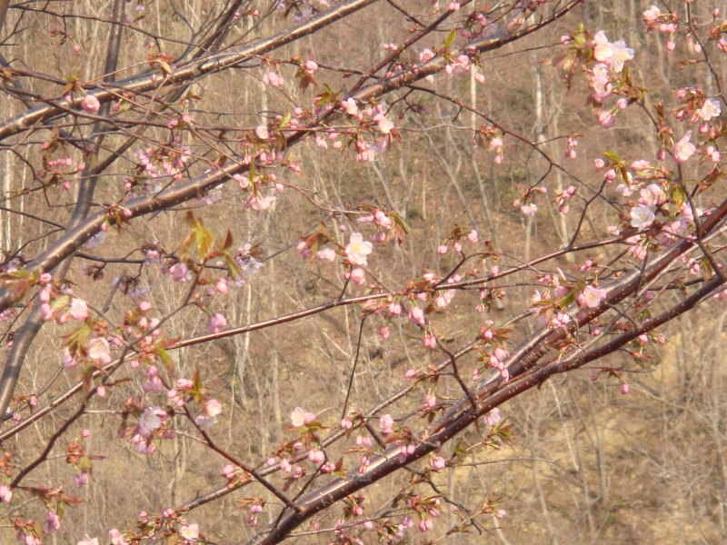 桜 桜 桜_f0209045_161421100.jpg