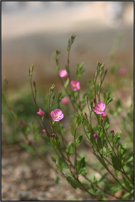 都心での花散策_e0091347_7111549.jpg