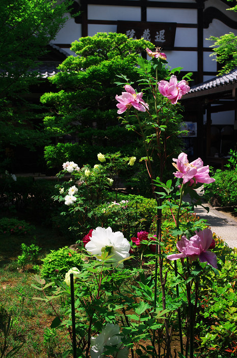花の退蔵院(妙心寺・退蔵院)_f0155048_21524881.jpg