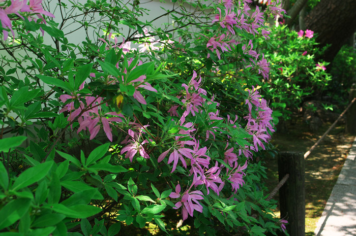 花の退蔵院(妙心寺・退蔵院)_f0155048_2153213.jpg