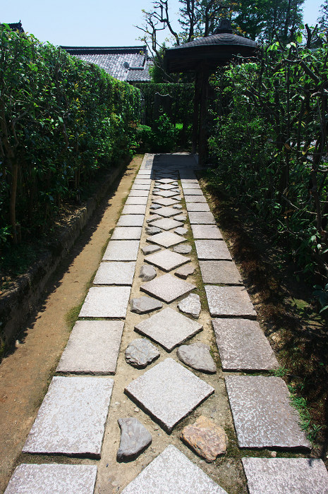 花の退蔵院(妙心寺・退蔵院)_f0155048_21533919.jpg
