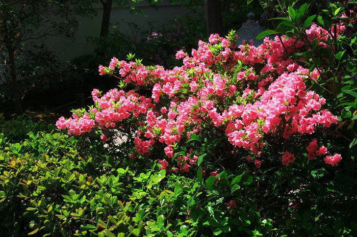 花の退蔵院(妙心寺・退蔵院)_f0155048_2153962.jpg