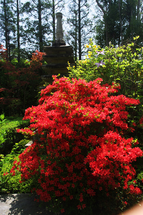 花の退蔵院(妙心寺・退蔵院)_f0155048_21551577.jpg